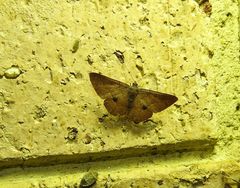 Physetostege miranda