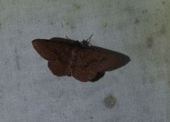 Physetostege miranda