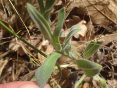 Cynoglossum creticum