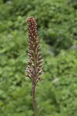 Eremurus regelii