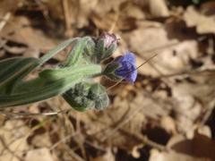 Cynoglossum creticum