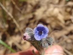 Cynoglossum creticum