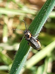 Cantharis xanthoporpa
