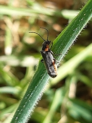 Cantharis xanthoporpa