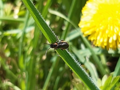 Cantharis xanthoporpa