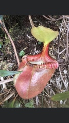 Nepenthes villosa