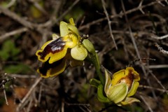 Ophrys lutea galilaea