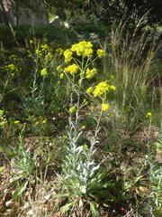 Isatis tinctoria