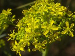 Isatis tinctoria