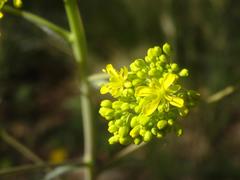 Isatis tinctoria