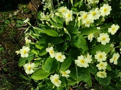 Primula vulgaris