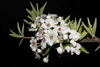 Almond-leaved Pear - Photo (c) Σάββας Ζαφειρίου (Savvas Zafeiriou), some rights reserved (CC BY-NC), uploaded by Σάββας Ζαφειρίου (Savvas Zafeiriou)
