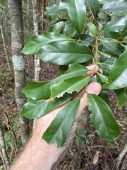 Cryptocarya macdonaldii