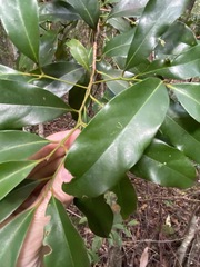 Cryptocarya macdonaldii