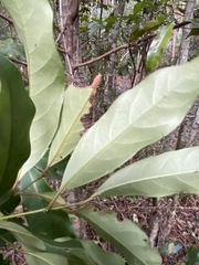 Cryptocarya macdonaldii