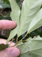 Cryptocarya macdonaldii