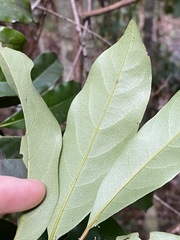 Cryptocarya macdonaldii