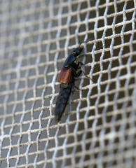 Thyreocephalus