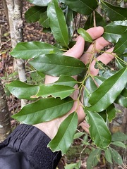 Cryptocarya macdonaldii