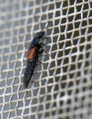 Thyreocephalus