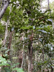 Cryptocarya macdonaldii