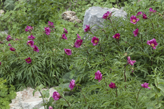 Paeonia hybrida