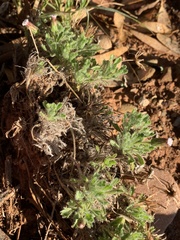 Ixiochlamys cuneifolia