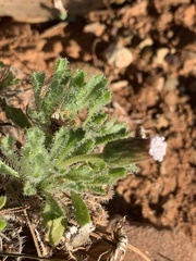 Ixiochlamys cuneifolia