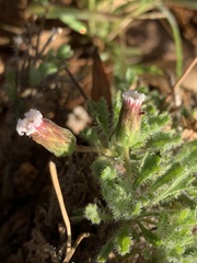 Ixiochlamys cuneifolia