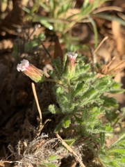 Ixiochlamys cuneifolia