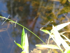 Acanthagrion apicale