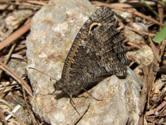 Haywardella edmondsii