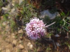 Valeriana capitata
