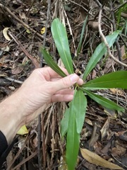 Planchonella chartacea