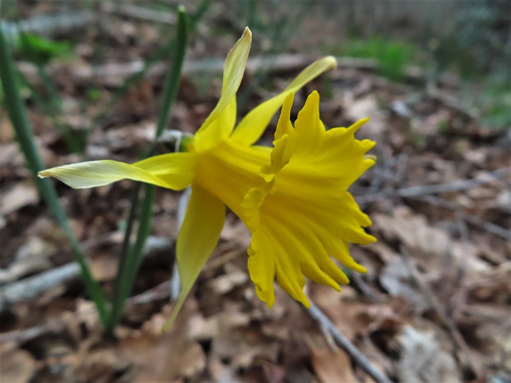 Narcissus portensis