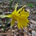 Narcissus portensis - Photo (c) Felipe Castilla Lattke, some rights reserved (CC BY-NC), uploaded by Felipe Castilla Lattke