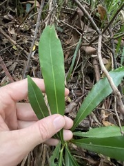Planchonella chartacea