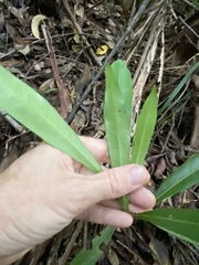 Planchonella chartacea