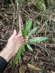 Planchonella chartacea