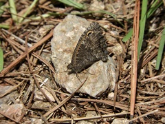 Haywardella edmondsii