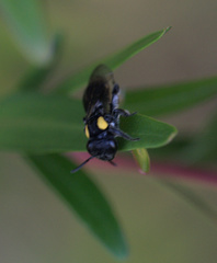 Leioproctus irroratus