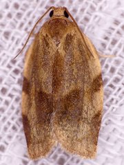 Choristoneura fractivittana