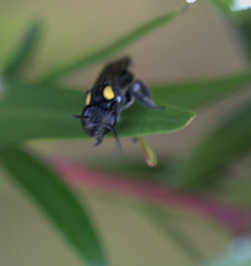 Leioproctus irroratus