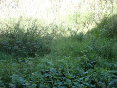 Phyllotreta ochripes