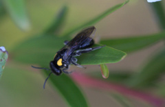 Leioproctus irroratus