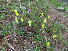 Narcissus triandrus pallidulus