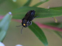 Leioproctus irroratus