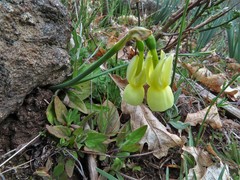 Narcissus triandrus pallidulus