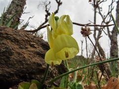 Narcissus triandrus pallidulus