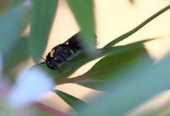 Leioproctus irroratus